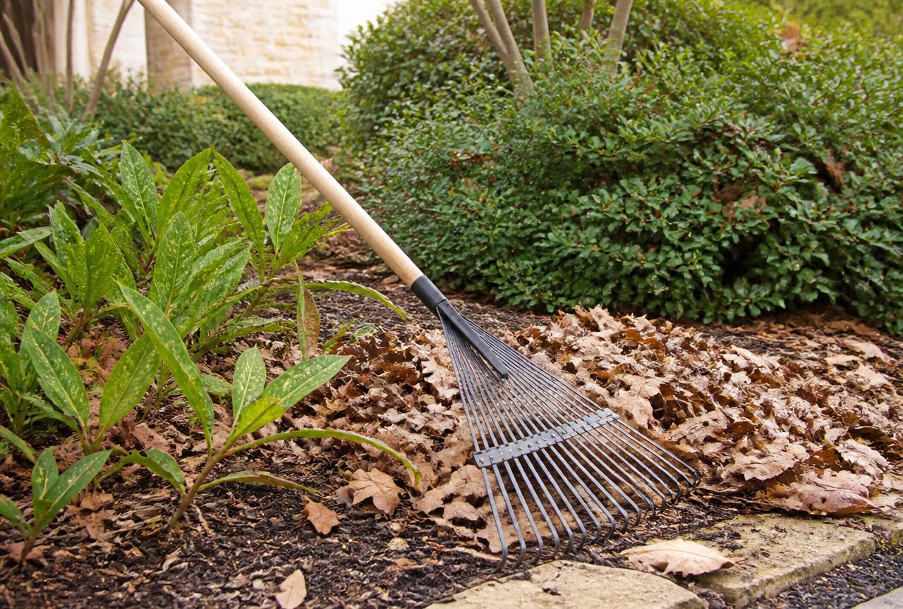 Leaf rake gathering dry leaves and seasonal debris from a residential planting bed during a mild Texas winter