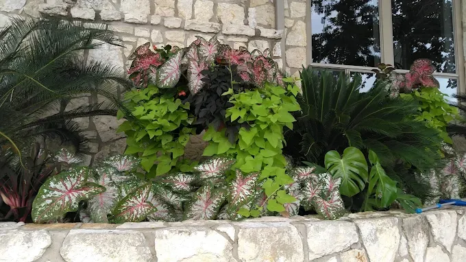 Caladium container garden cared for by LBJ Gardens at a residential property in Kingsland, Texas near Lake LBJ