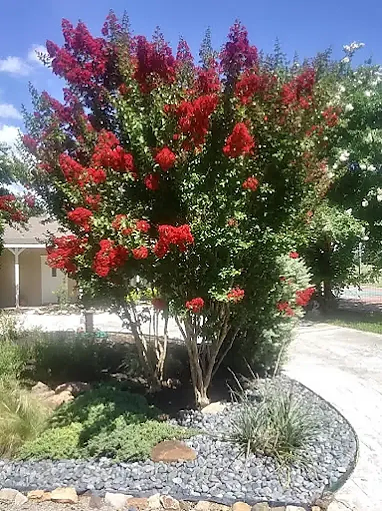 Crepe myrtle pruning cared for by LBJ Gardens at a residential property in Kingsland, Texas near Lake LBJ