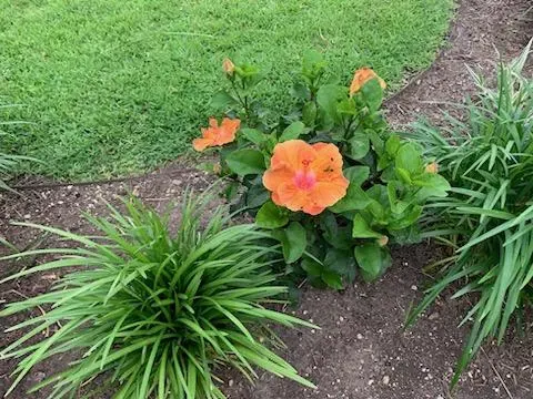 Hibiscus flower bed cared for by LBJ Gardens at a residential property in Kingsland, Texas near Lake LBJ