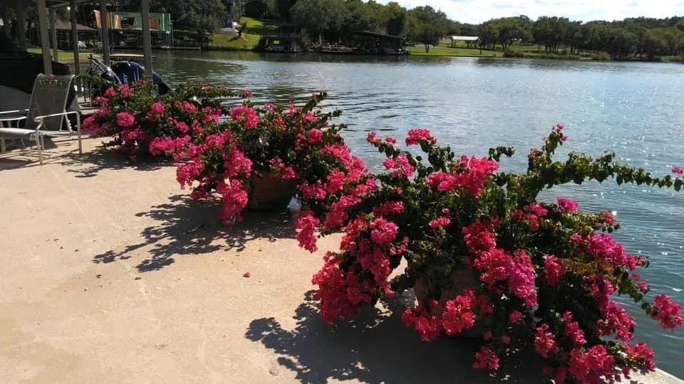 Lakeside crepe myrtle cared for by LBJ Gardens at a residential property in Kingsland, Texas near Lake LBJ