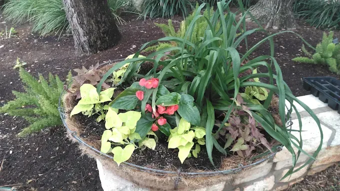 Mixed container garden cared for by LBJ Gardens at a residential property in Kingsland, Texas near Lake LBJ