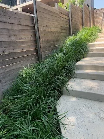 Ornamental grass maintenance cared for by LBJ Gardens at a residential property in Kingsland, Texas near Lake LBJ