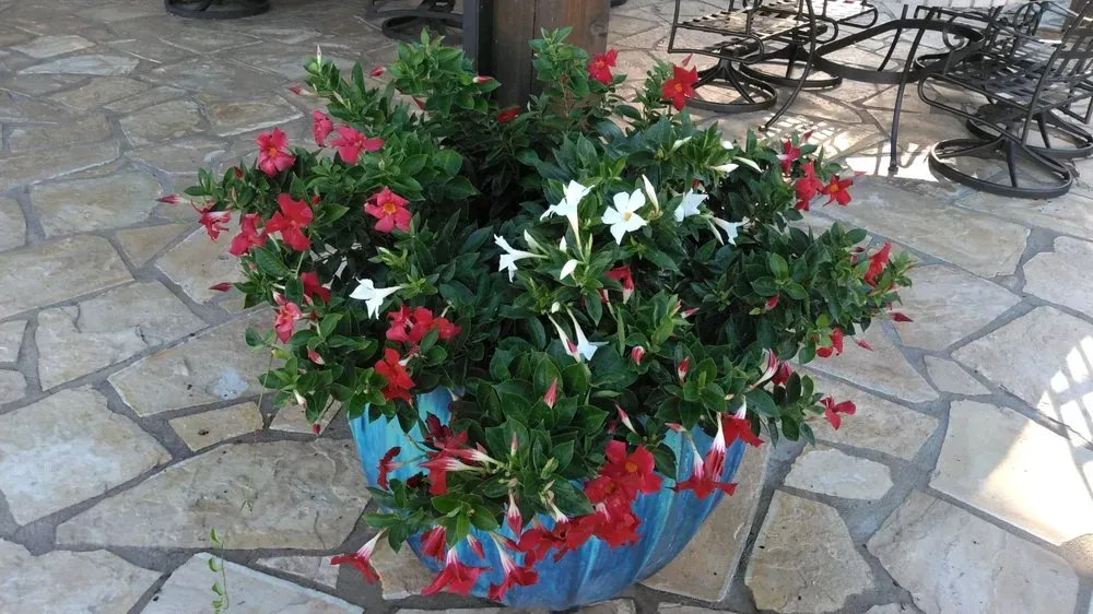 Outdoor container planting cared for by LBJ Gardens at a residential property in Kingsland, Texas near Lake LBJ