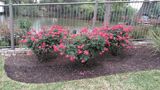 Rose bed maintenance cared for by LBJ Gardens at a residential property in Kingsland, Texas near Lake LBJ