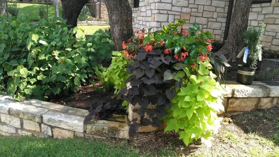 Shade garden planting cared for by LBJ Gardens at a residential property in Kingsland, Texas near Lake LBJ
