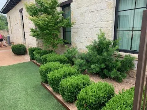 Shrub shaping maintenance cared for by LBJ Gardens at a residential property in Kingsland, Texas near Lake LBJ