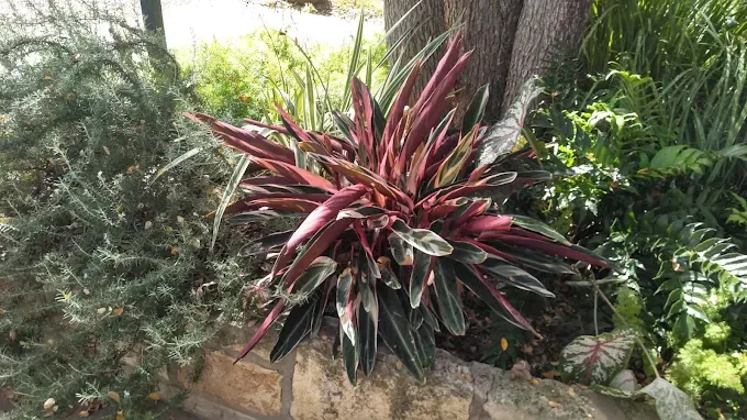 Tropical foliage planting cared for by LBJ Gardens at a residential property in Kingsland, Texas near Lake LBJ