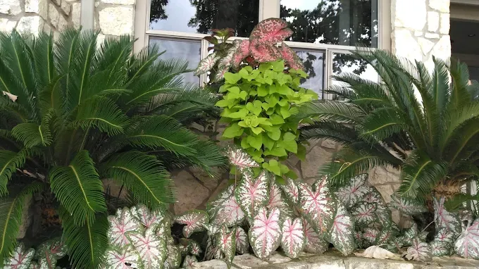 Tropical foundation garden cared for by LBJ Gardens at a residential property in Kingsland, Texas near Lake LBJ