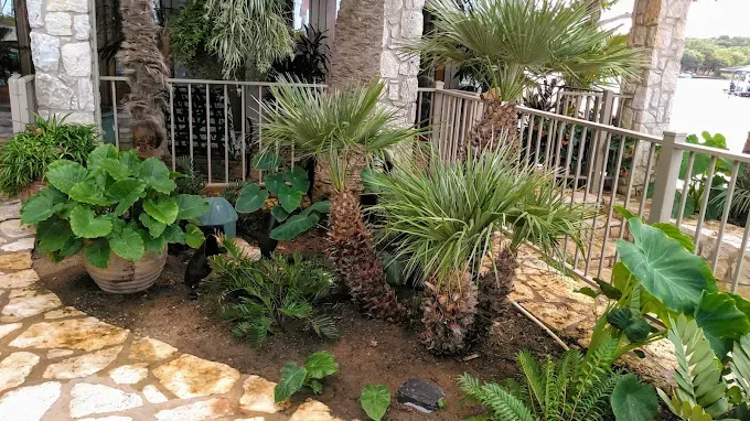 Tropical landscape maintenance cared for by LBJ Gardens at a residential property in Kingsland, Texas near Lake LBJ